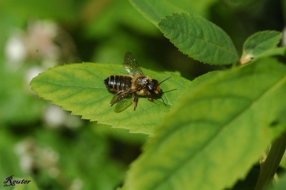 Blattschneiderbiene (Megachile sp.)
