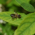 Blattschneiderbiene (Megachile sp.)