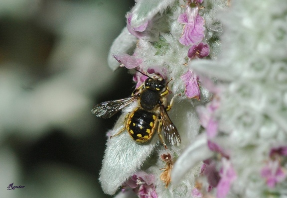 Große Wollbiene (Anthidium manicatum)