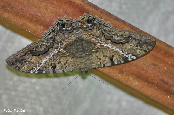 Black Witch Moth (Ascalapha odorata)