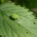 Grüne Stinkwanze (Palomena prasina)