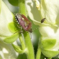 Braune Beerenwanze (Dolycoris baccarum)