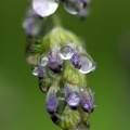 Echter Lavendel (Lavandula officinalis)