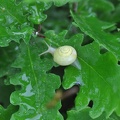 Genabelte Strauchschnecke (Fruticicola fruticum)