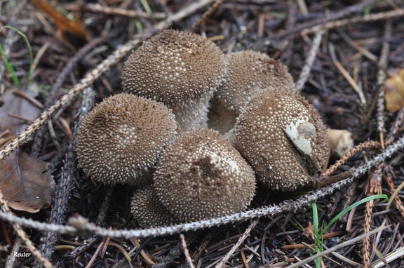 Bräunlicher Stäubling (Lycoperdon umbrinum)