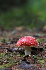 Fliegenpilz (Amanita muscaria)