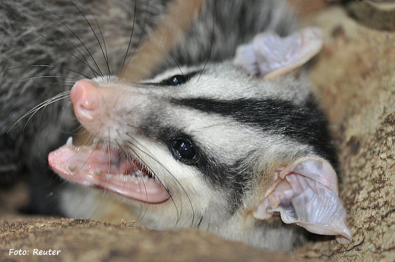 Südopossum (Didelphis marsupialis)