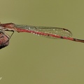 Schlanklibelle (Oxyagrion terminale)