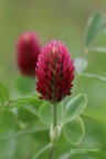 Inkarnatklee (Trifolium incarnatum)