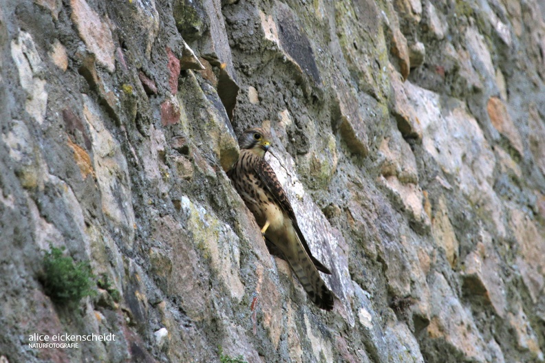 Turmfalke (Falco tinnunculus).jpg