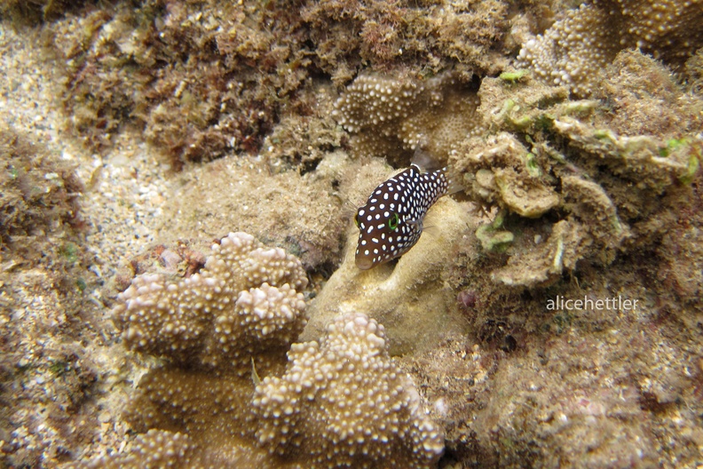 Hawaii-Spitzkopfkugelfisch _Canthigaster jactator1.jpg