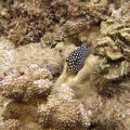 Hawaii-Spitzkopfkugelfisch (Canthigaster jactator)