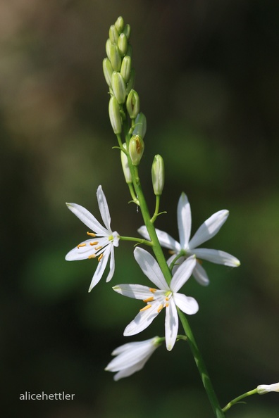 Astlose Graslilie (Anthericum liliago)-Cannobio.JPG