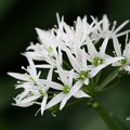 Bärlauch (Allium ursinum) 