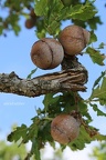 Gallwespe (Andricus quercustozae) 