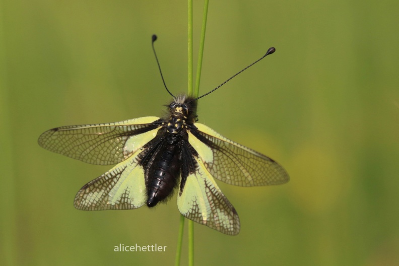 Libellen-Schmetterlingshaft (Libelloides coccajus) -Badberg 5.jpg