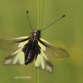 Libellen-Schmetterlingshaft (Libelloides coccajus) 