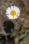 Gänseblümchen (Bellis sylvestris)