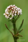 Sumpf-Baldrian (Valeriana dioica) 
