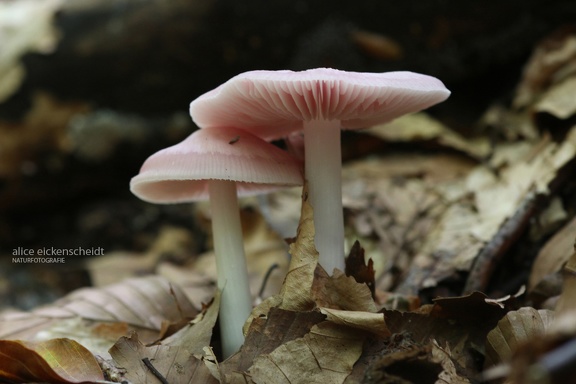Rosa Rettich-Helmling (Mycena rosea)