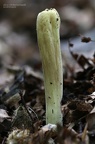 Herkuleskeule (Clavariadelphus pistillaris) 