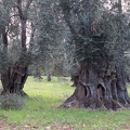 Olivenbaum (Olea europaea) 