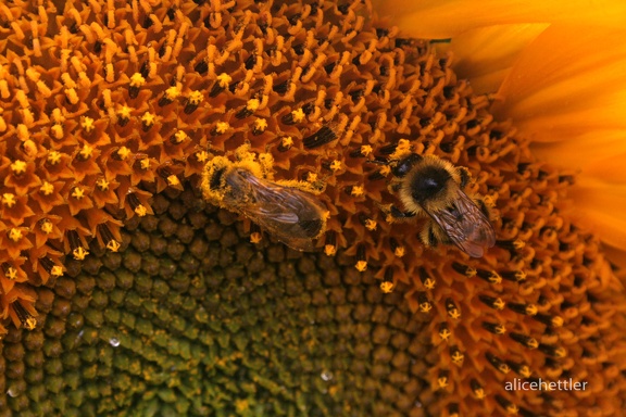 Bienen auf Sonnenblume
