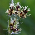 Feld-Hainsimse (Luzula campestris) 