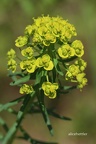 Zypressen-Wolfsmilch (Euphorbia cyparissias) 