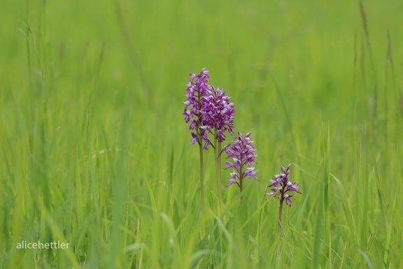 Orchideenwiese - Helm-Knabenkraut (Orchis militaris) 