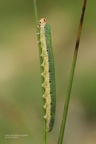 Echte Blattwespe (Dolerus ferrugatus) 