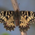 Osterluzeifalter (Zerynthia polyxena)