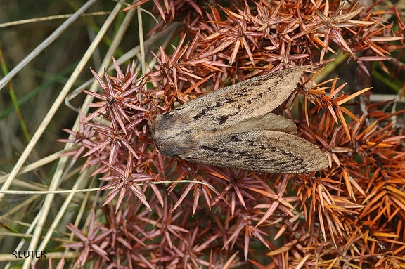 Pistazienspinner (Pachypasa otus)