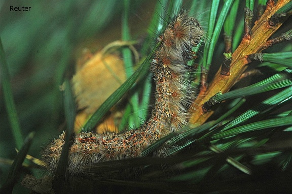 Pistazienspinner (Pachypasa otus)