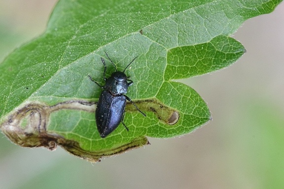 Blauer Kiefernprachtkäfer (Phaenops cyanea)