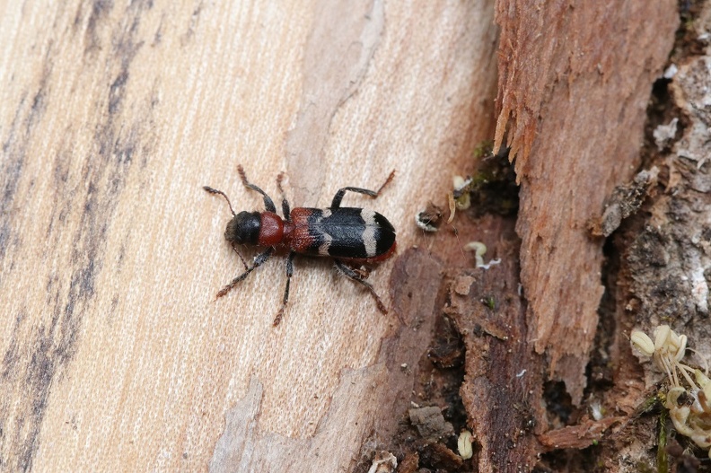 Ameisenbuntkäfer (Thanasimus formicarius).jpg