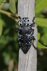 Pfirsichprachtkäfer (Capnodis cariosa)