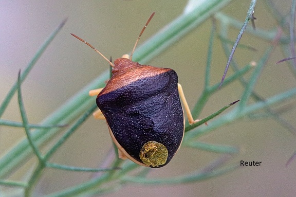 Baumwanze (Ventocoris rusticus)