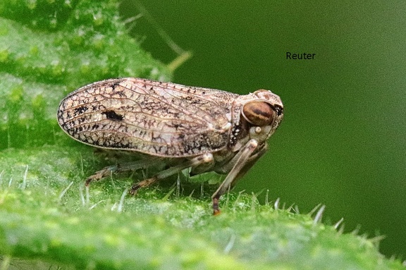 Echte Käferzikade (Issus coleoptratus)