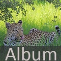 Album Raubtiere <!--hidden-->