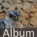Album Falkenartige  <!--hidden-->