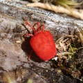 Rote Samtmilbe (Trombidium holosericeum)