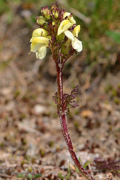Knolliges Läusekraut (Pedicularis tuberosa).jpg