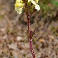 Knolliges Läusekraut (Pedicularis tuberosa)