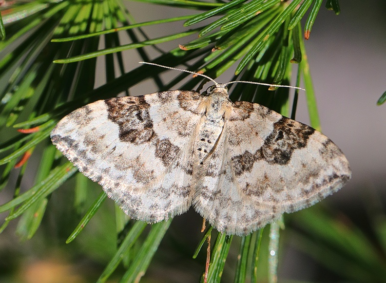Schwarzbraunbinden-Blattspanner (Xanthorhoe montanata).jpg