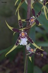 Brassia-Orchidee