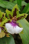 Zygopetalum-Orchidee (Zygopetalum sp.)