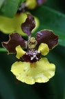 Oncidium-Orchidee (Oncidium croesus)