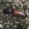 Rauchiger Schnellkäfer (Agriotes ustulatus)