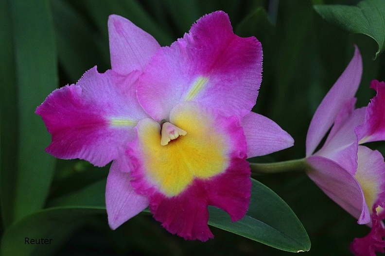 Cattleya-Orchidee (Cattleya percivaliana var. marmoreada)
